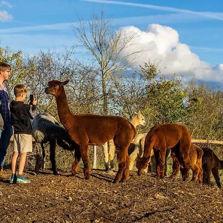 Vue Du Chateau A La Petite Ferme D'alpacas Sanzay