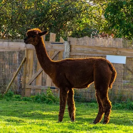 Nyaraló Vue Du Chateau A La Petite Ferme D'alpacas Sanzay