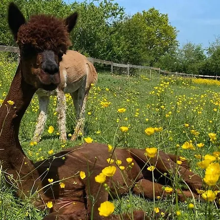 Vue Du Chateau A La Petite Ferme D'alpacas *