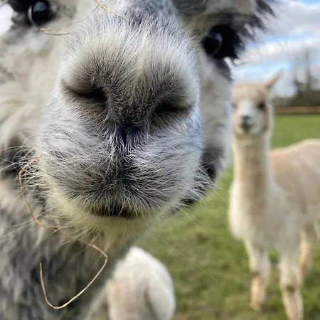 Vue Du Chateau A La Petite Ferme D'alpacas *