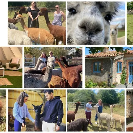Vue Du Chateau A La Petite Ferme D'alpacas *