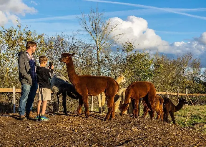 Vue Du Chateau A La Petite Ferme D'alpacas Sanzay