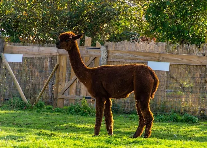 بيت للعطل Vue Du Chateau A La Petite Ferme D'alpacas Sanzay