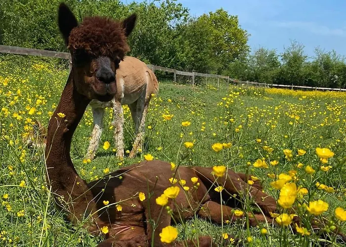 Vue Du Chateau A La Petite Ferme D'alpacas *
