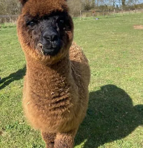 Vue Du Chateau A La Petite Ferme D'alpacas *