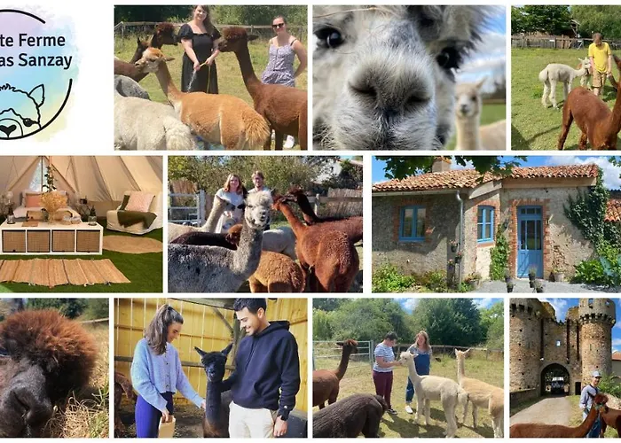 Vue Du Chateau A La Petite Ferme D'alpacas *