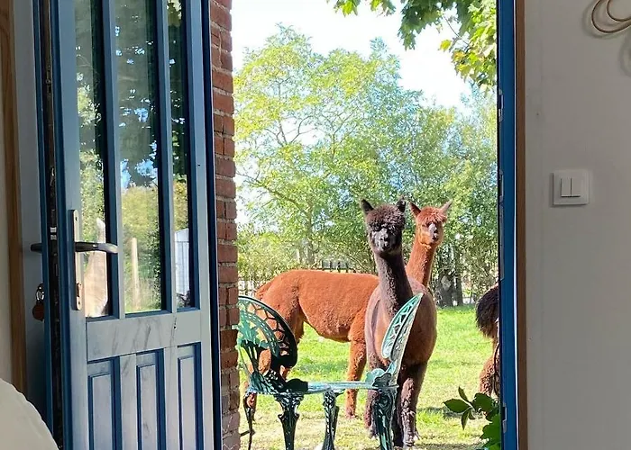 Vue Du Chateau A La Petite Ferme D'alpacas * Sanzay